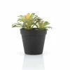 Succulent Vetplant 6 ST. Planten