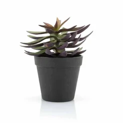Best Succulent Vetplant 6 ST. Planten